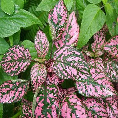 Pink leaf plant. Things To Know About Pink leaf plant. 
